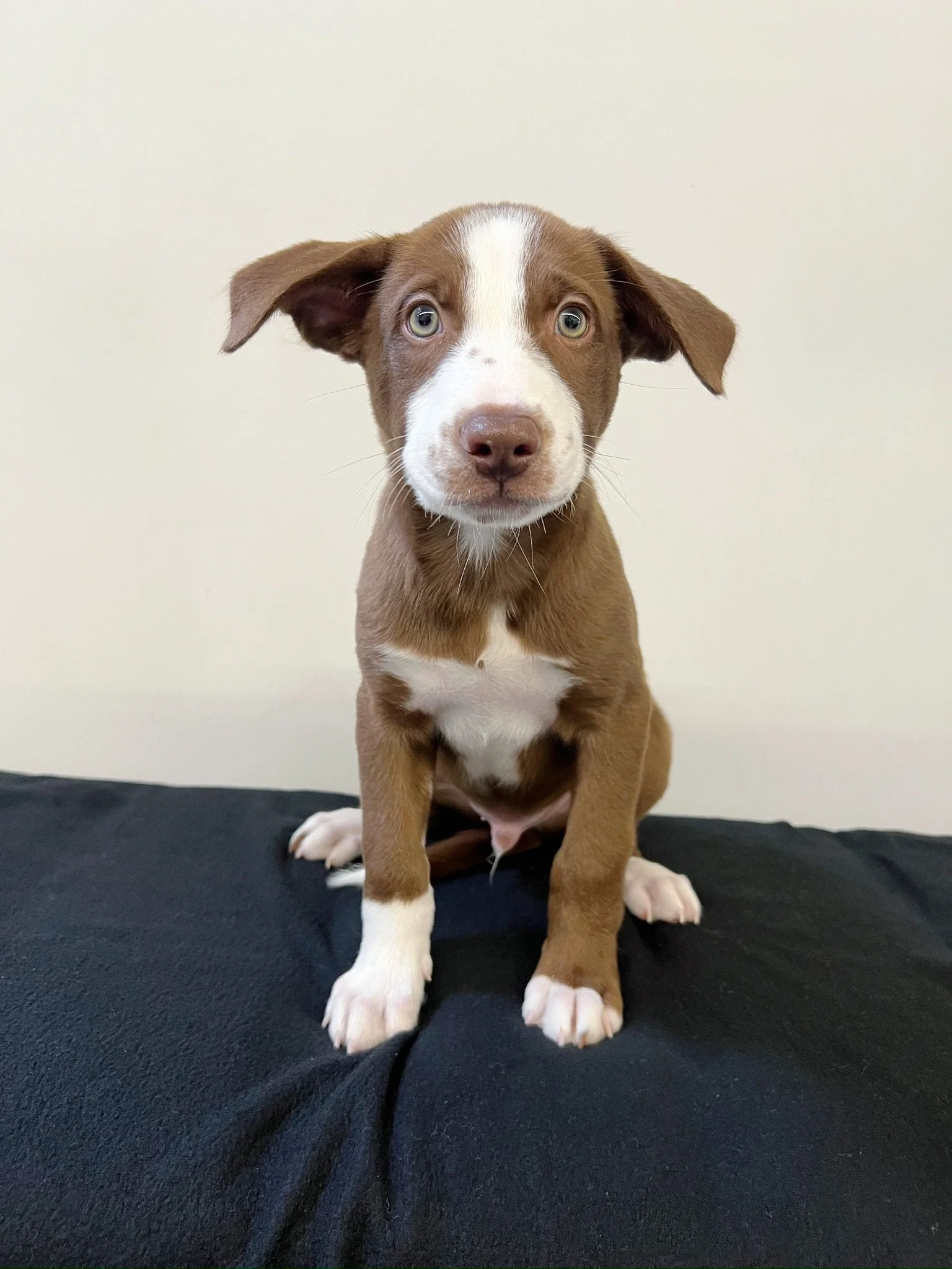 Oscar