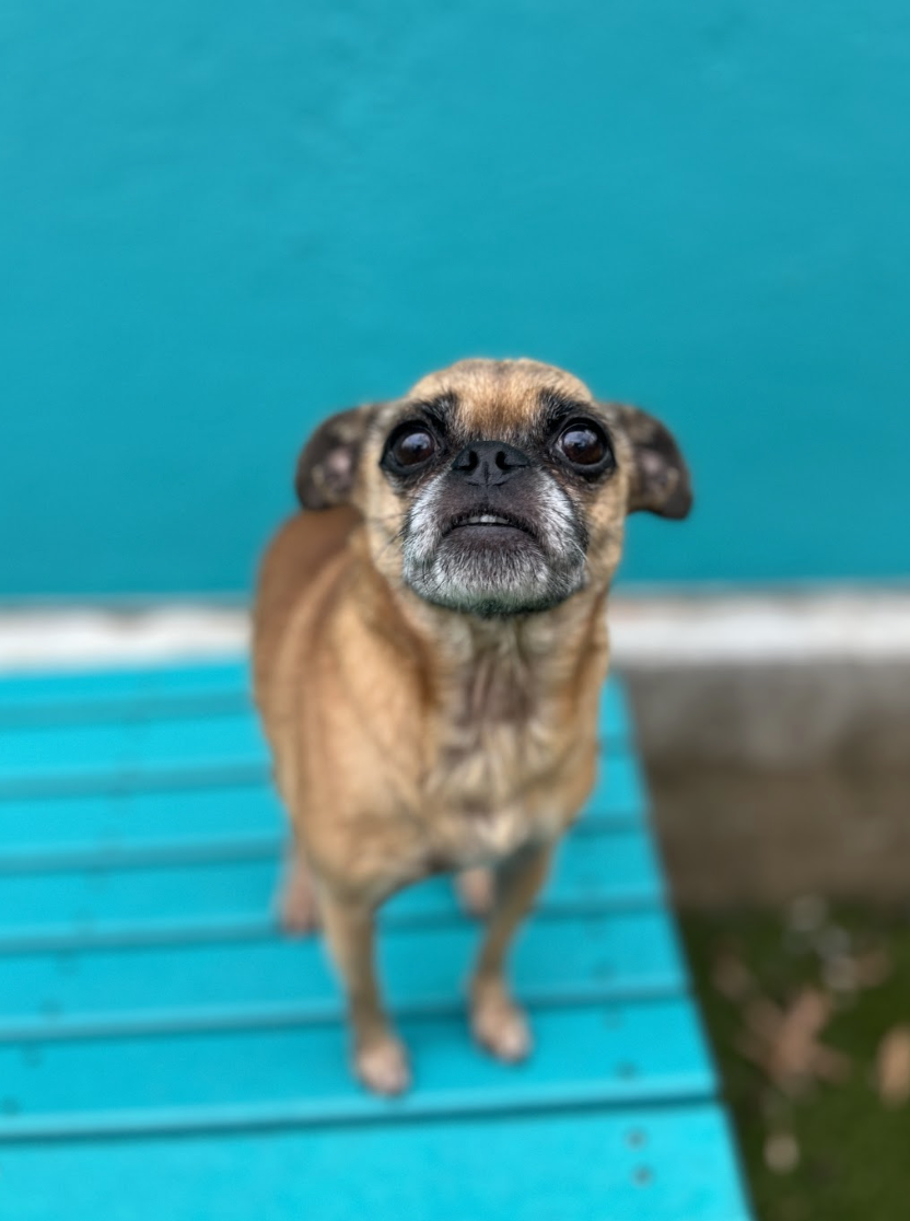 Screenshot 2025-12-18 at 3.26.29 PM.png