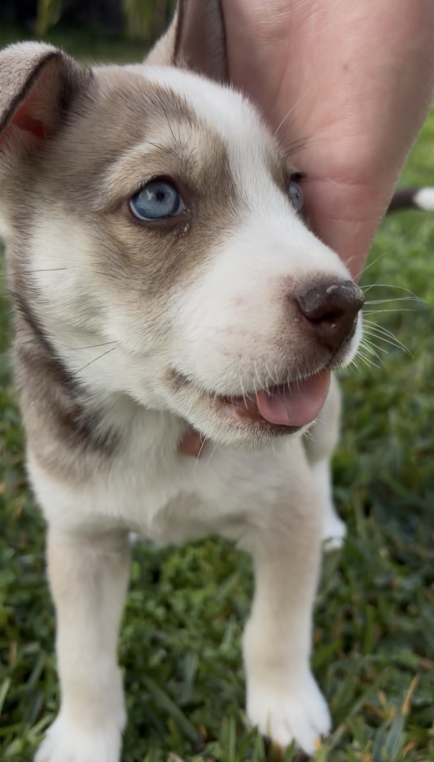 Screenshot 2026-02-17 at 5.59.39 PM.png