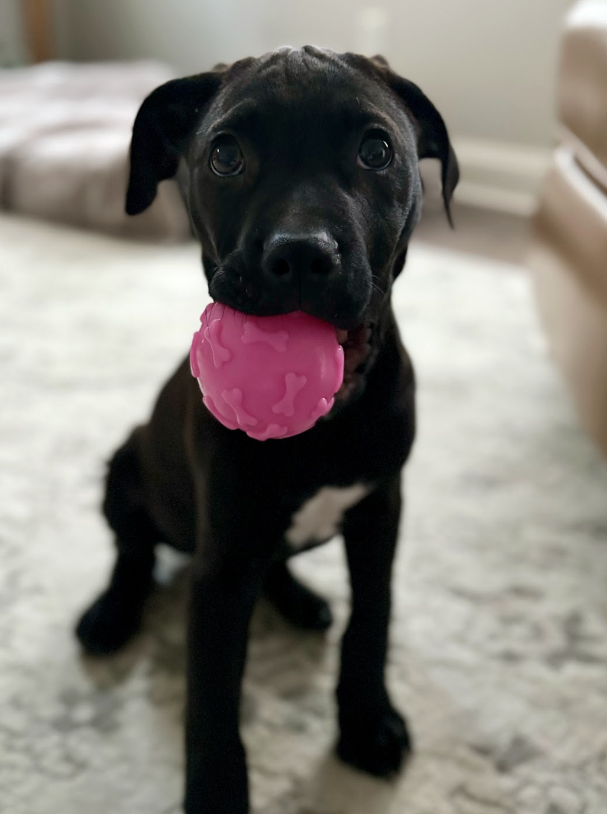 Screenshot 2026-03-20 at 4.20.19 PM.png