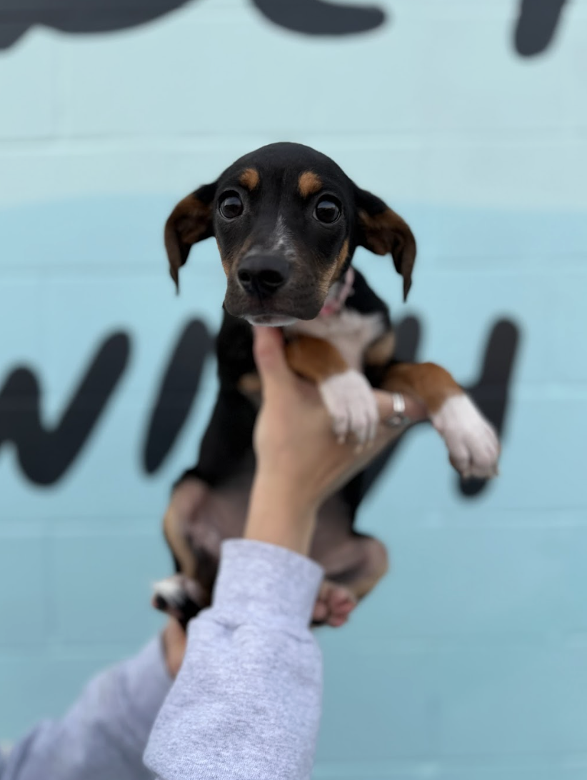 Screenshot 2026-03-07 at 10.54.27 AM.png