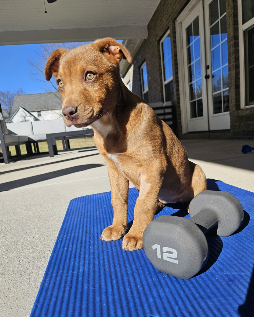 Screenshot 2026-02-20 at 3.40.23 PM.png