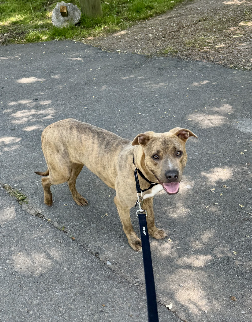 Screenshot 2026-04-22 at 4.56.55 PM.png