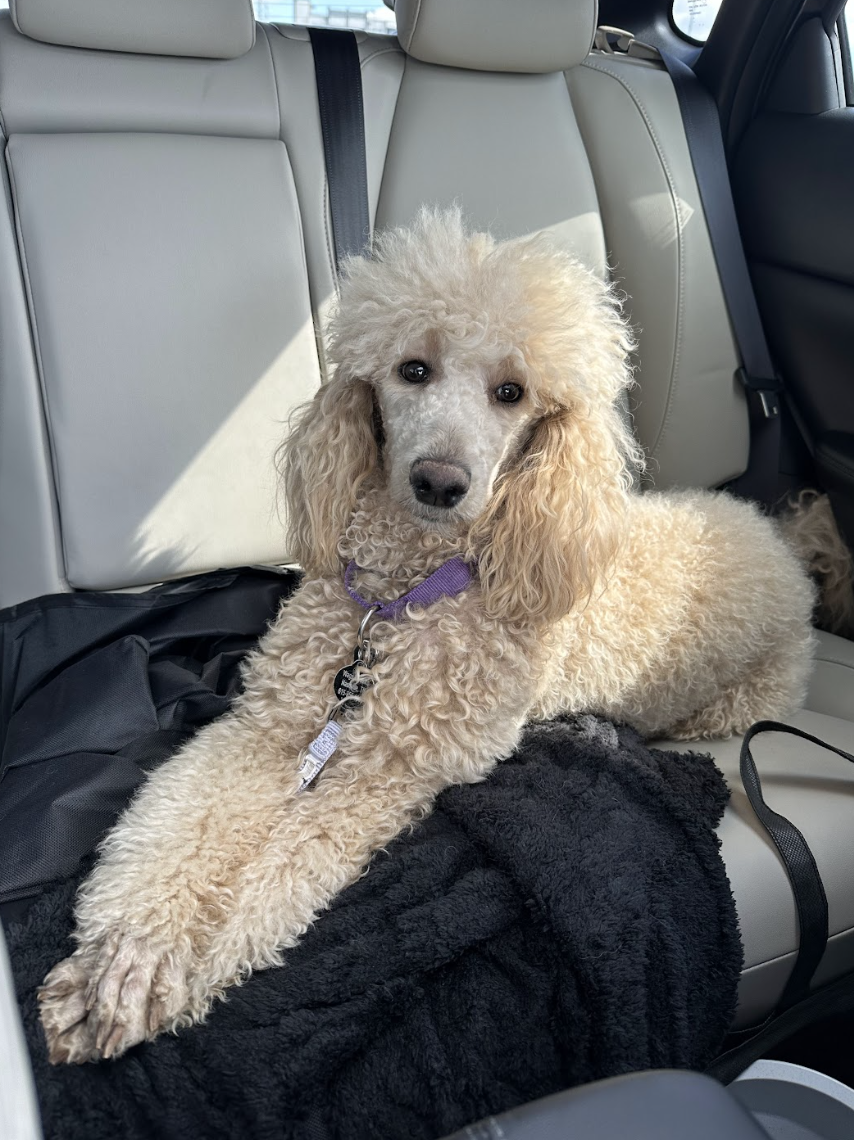 Screenshot 2026-02-26 at 1.35.37 PM.png