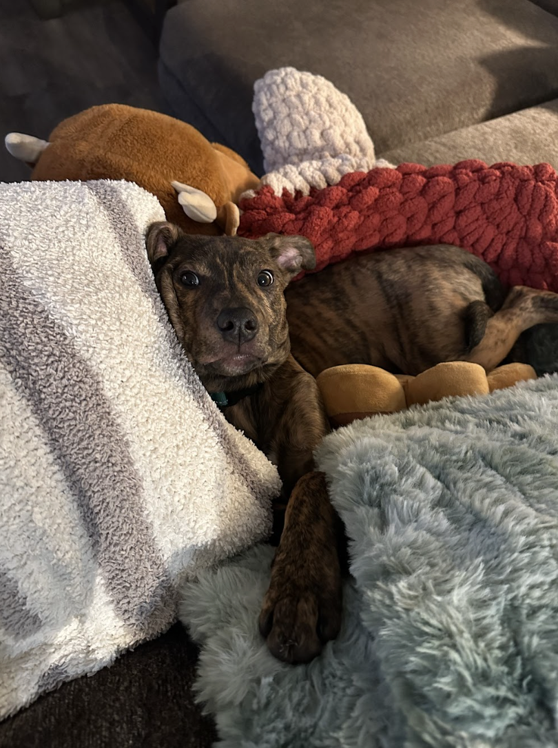 Screenshot 2026-02-20 at 8.47.17 PM.png