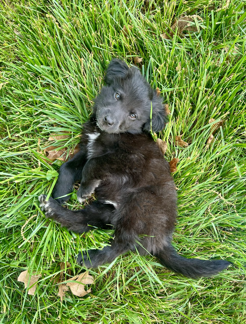 Screenshot 2026-04-16 at 5.00.39 PM.png