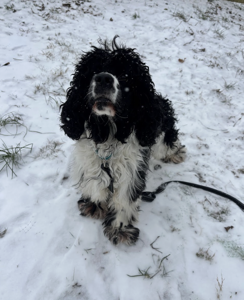 Screenshot 2026-01-24 at 7.52.35 PM.png