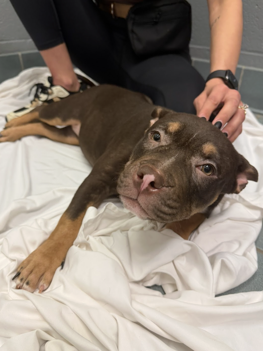 Screenshot 2026-03-24 at 12.18.03 PM.png