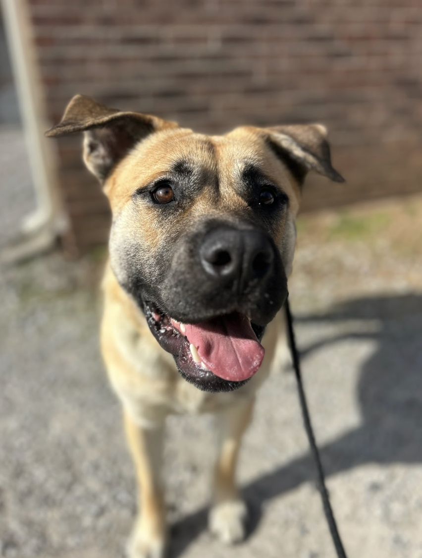 Screenshot 2026-02-12 at 4.46.55 PM.png