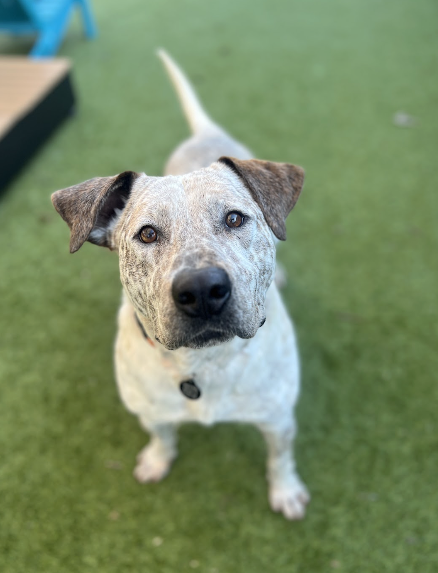 Screenshot 2026-02-27 at 6.29.50 PM.png