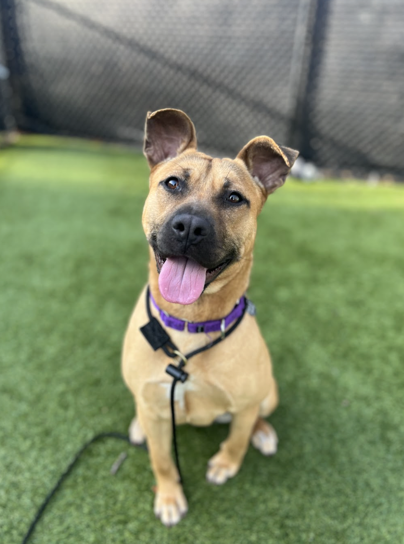 Screenshot 2026-02-12 at 3.20.37 PM.png