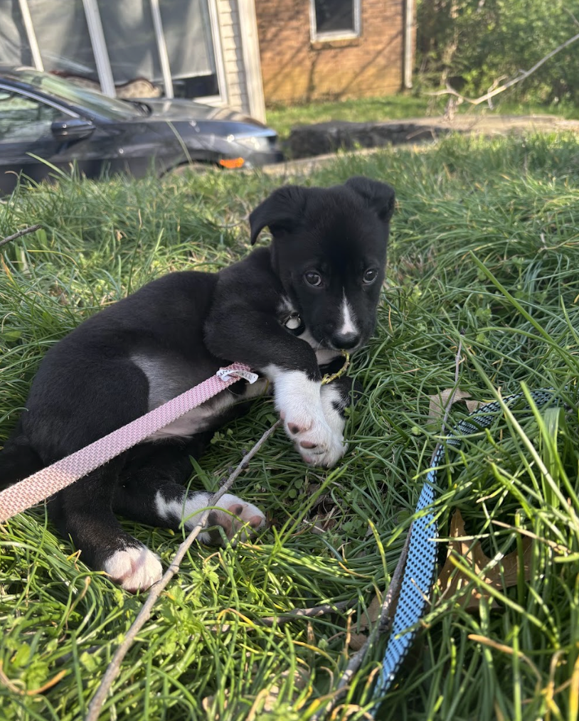 Screenshot 2026-04-03 at 2.02.43 PM.png