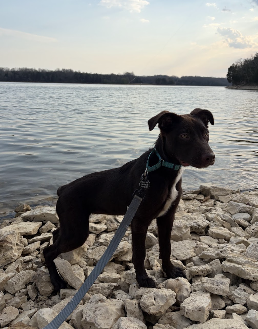 Screenshot 2026-04-03 at 1.38.18 PM.png