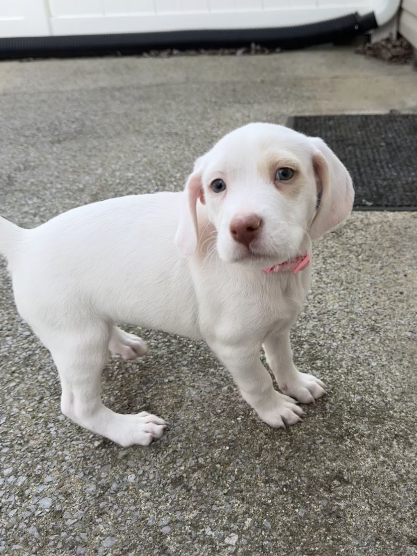 Screenshot 2026-03-10 at 8.52.50 PM.png