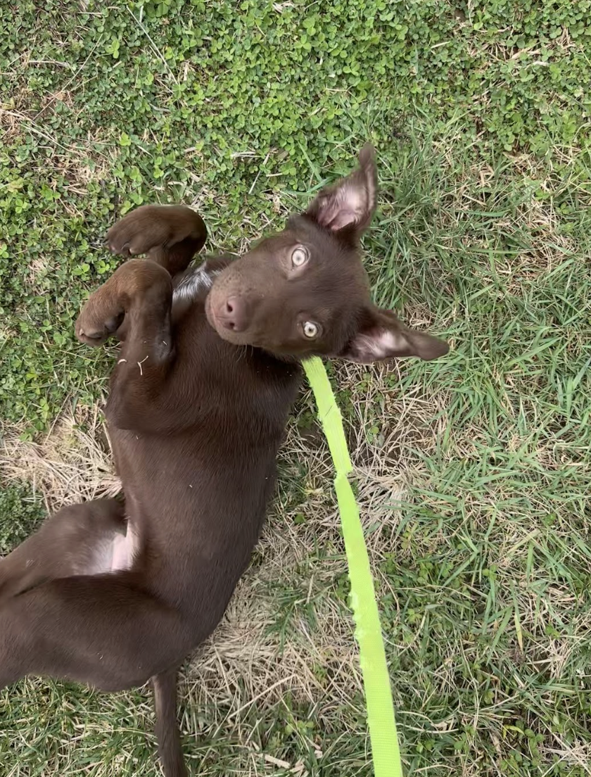 Screenshot 2026-02-26 at 1.27.10 PM.png