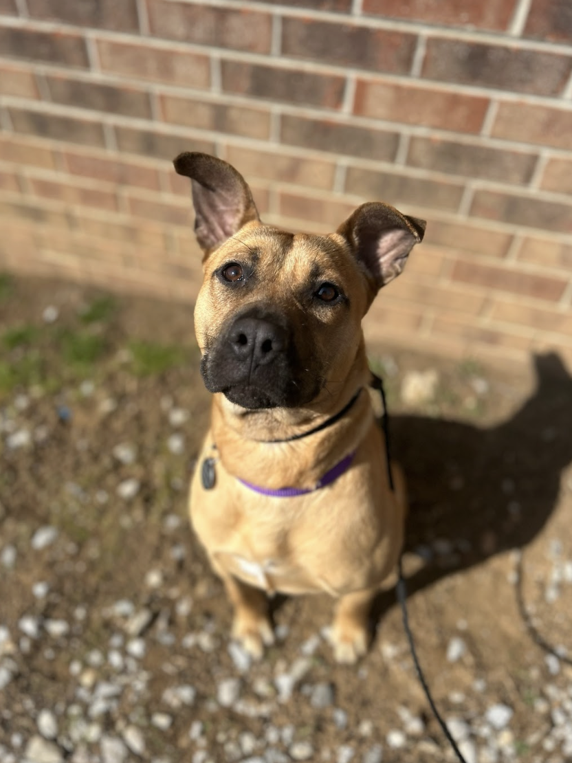 Screenshot 2026-02-12 at 3.20.51 PM.png