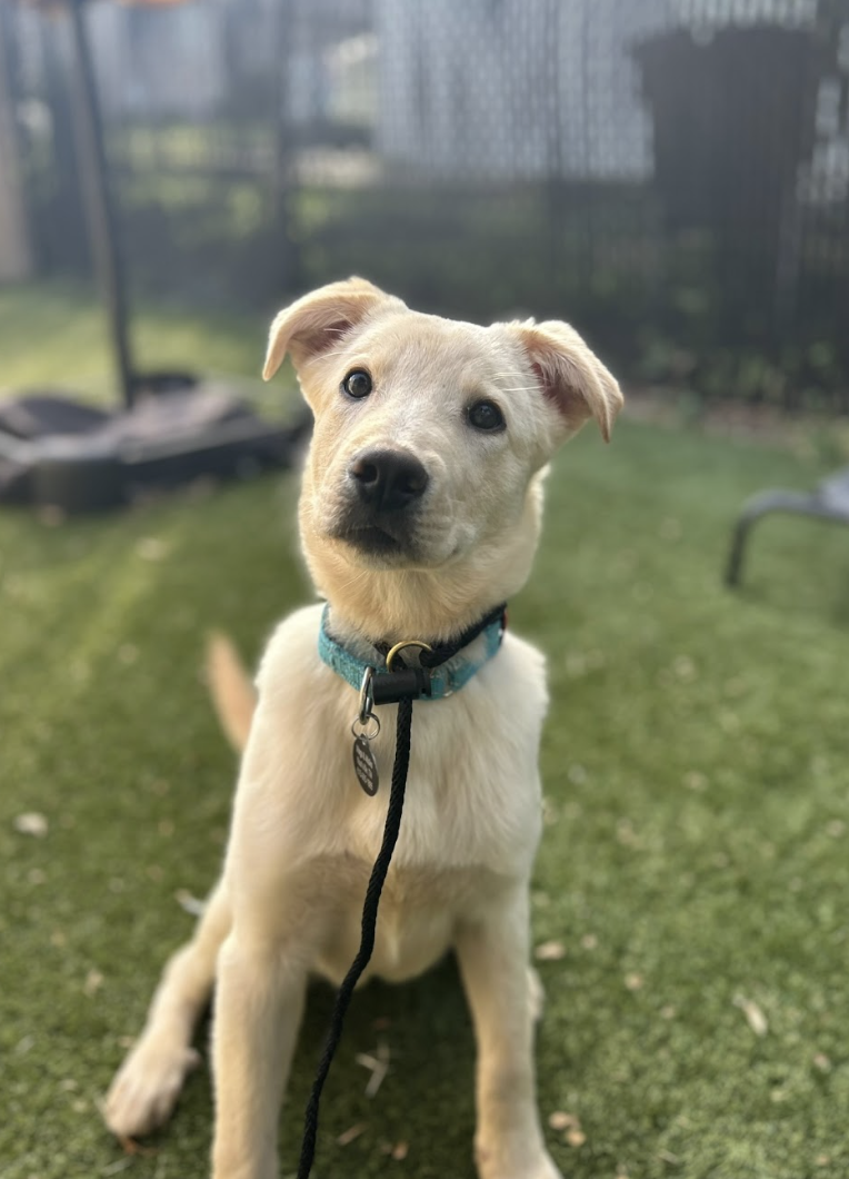 Screenshot 2026-04-08 at 4.05.17 PM.png