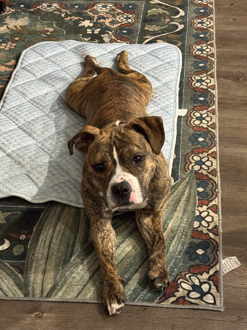 Screenshot 2025-12-26 at 4.32.16 PM.png