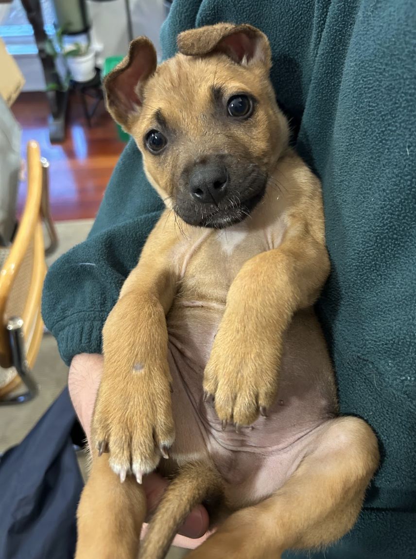 Screenshot 2026-02-17 at 4.01.50 PM.png