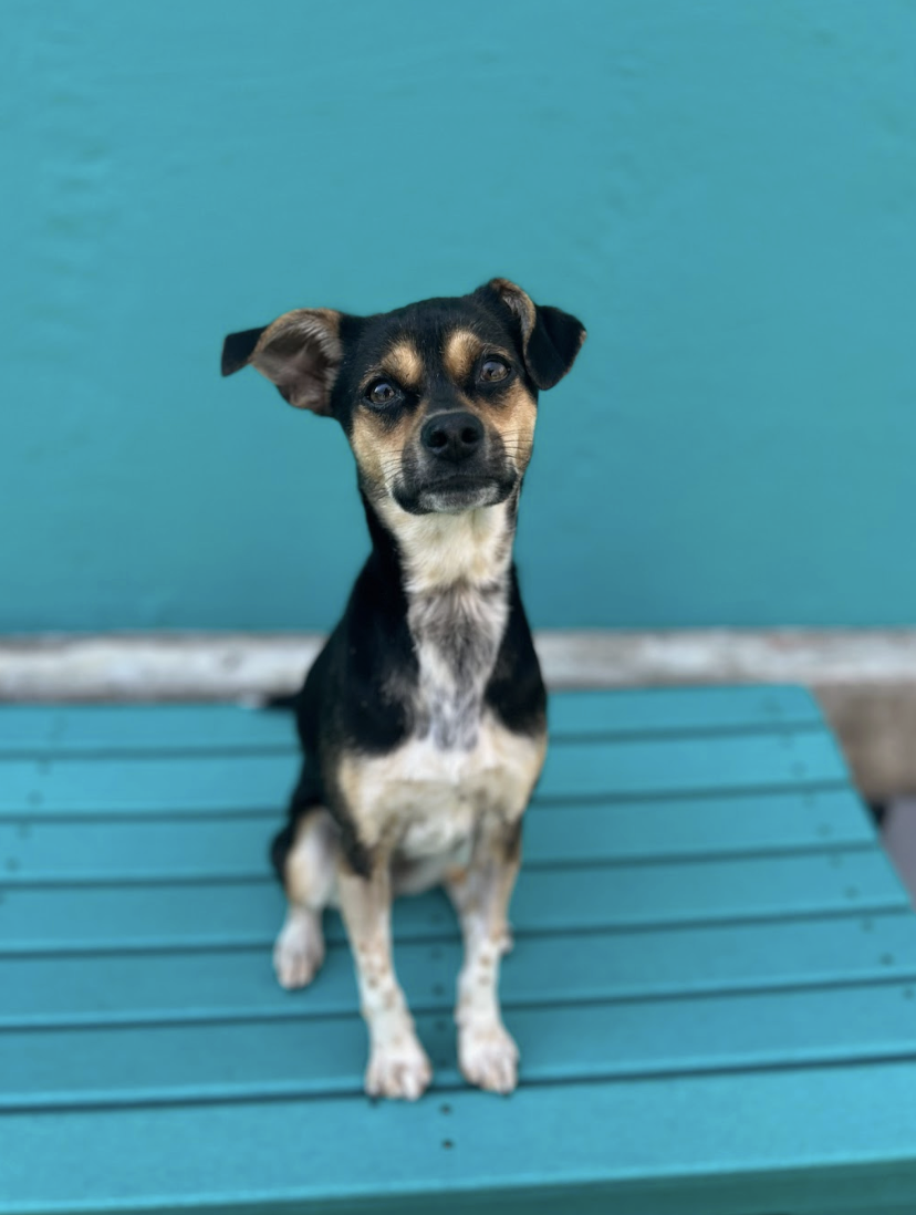 Screenshot 2026-02-12 at 1.44.22 PM.png