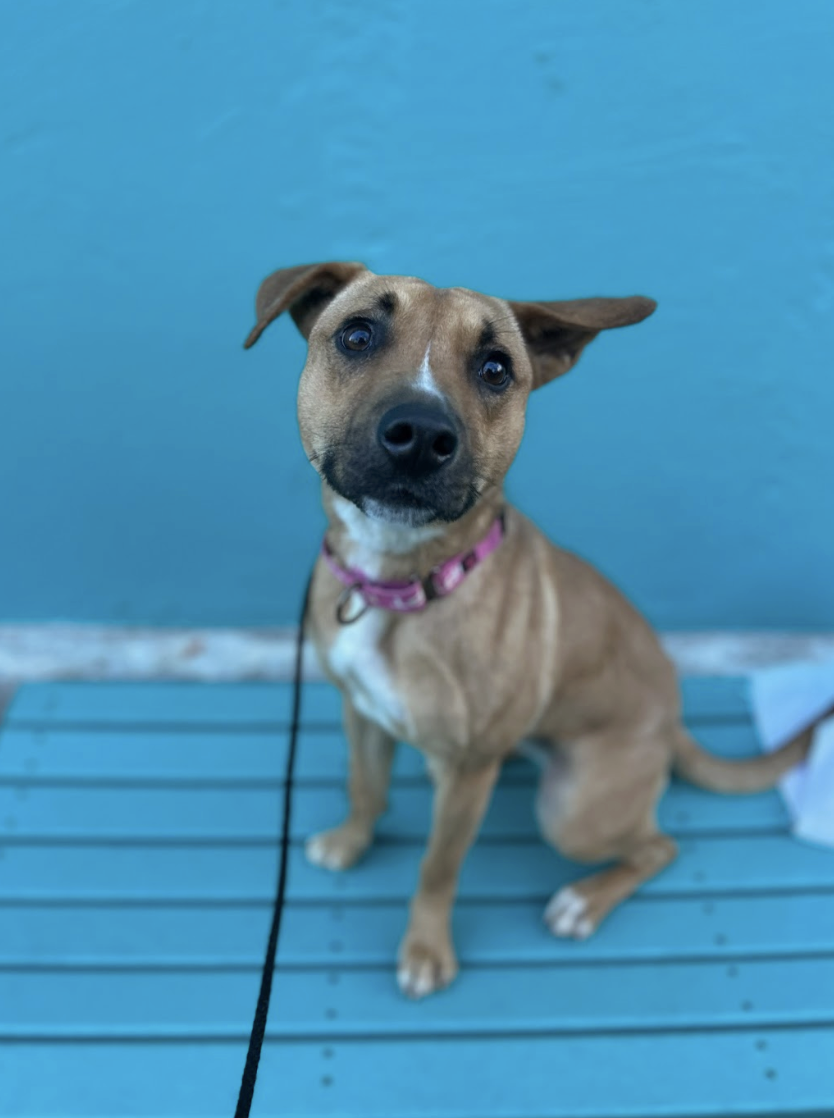 Screenshot 2025-12-16 at 3.26.37 PM.png