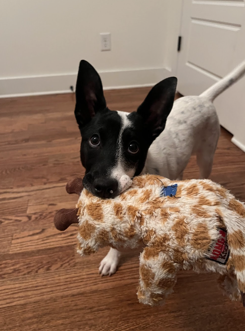 Screenshot 2026-02-13 at 1.00.22 PM.png