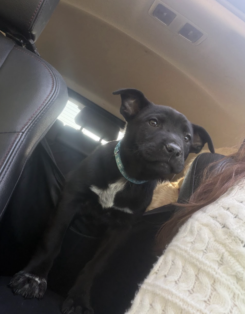 Screenshot 2026-04-08 at 3.25.15 PM.png