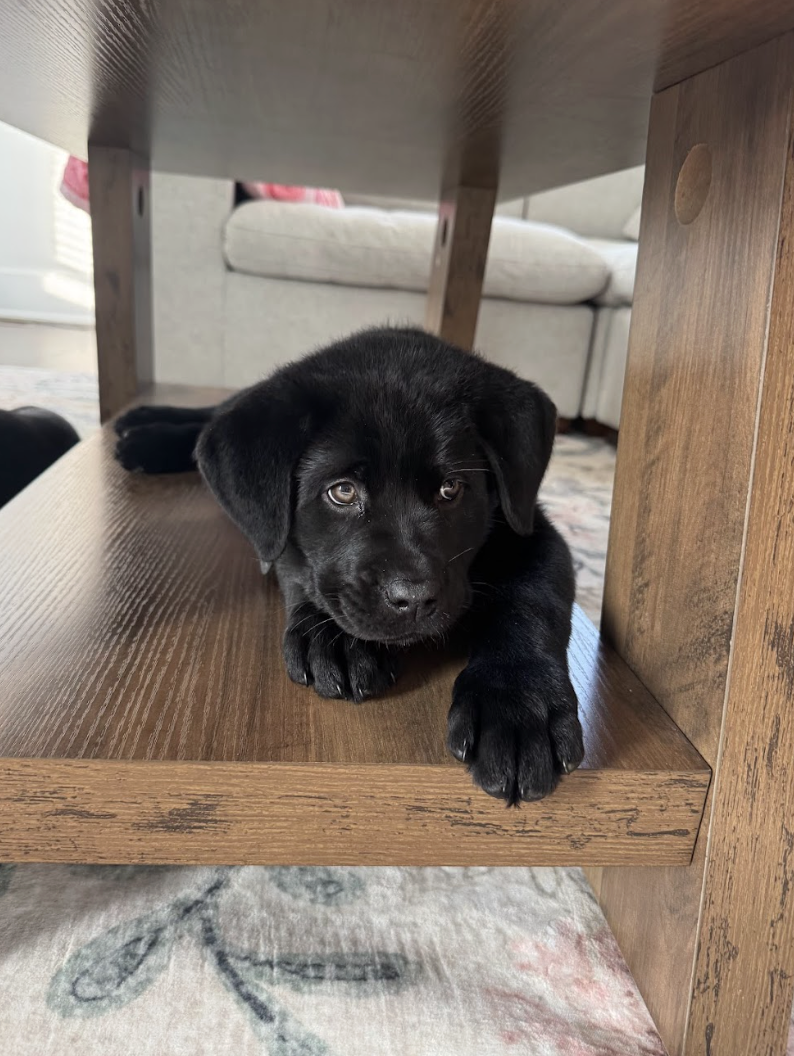 Screenshot 2026-03-03 at 10.36.04 AM.png