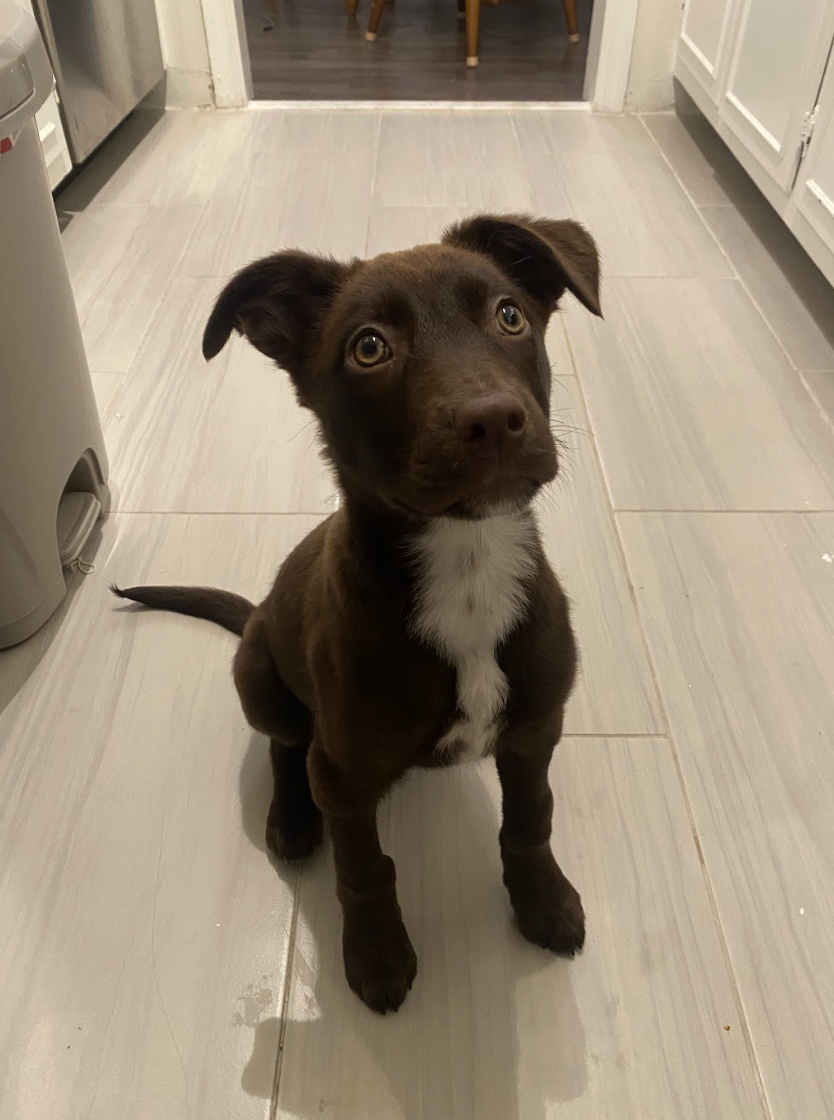 Screenshot 2026-02-20 at 4.02.51 PM.png