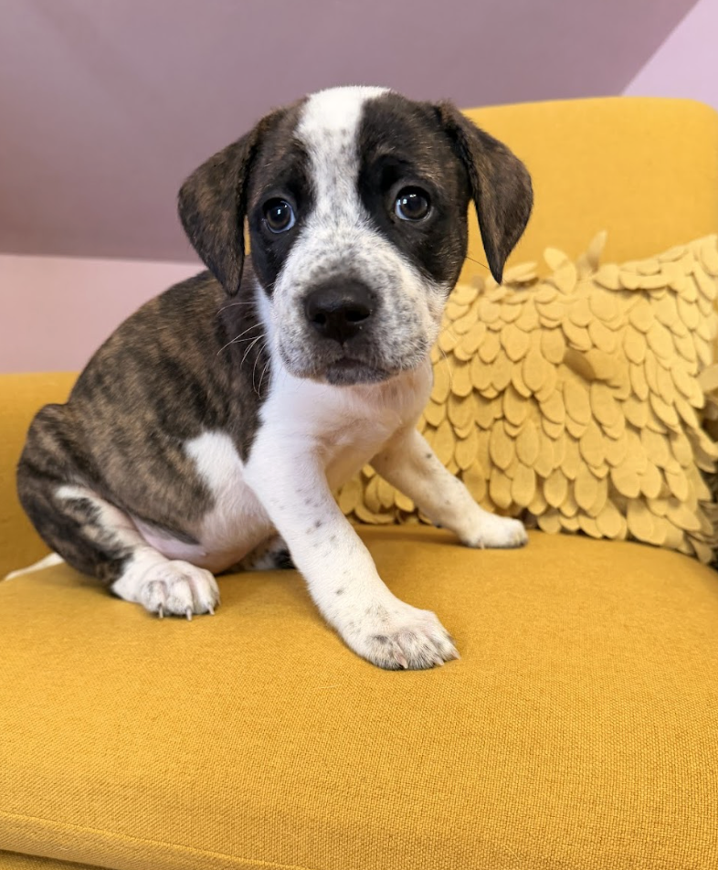 Screenshot 2026-03-27 at 7.47.18 PM.png