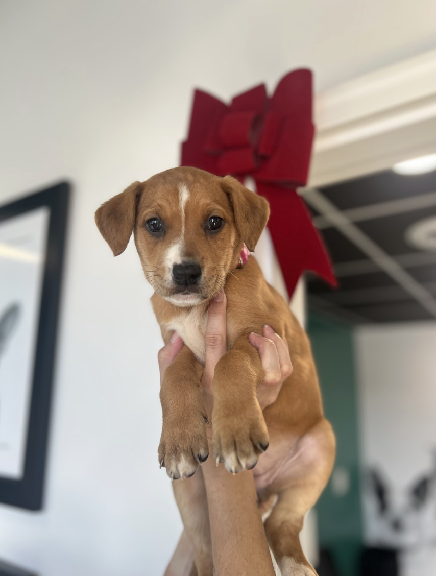 Screenshot 2025-12-18 at 1.40.16 PM.png