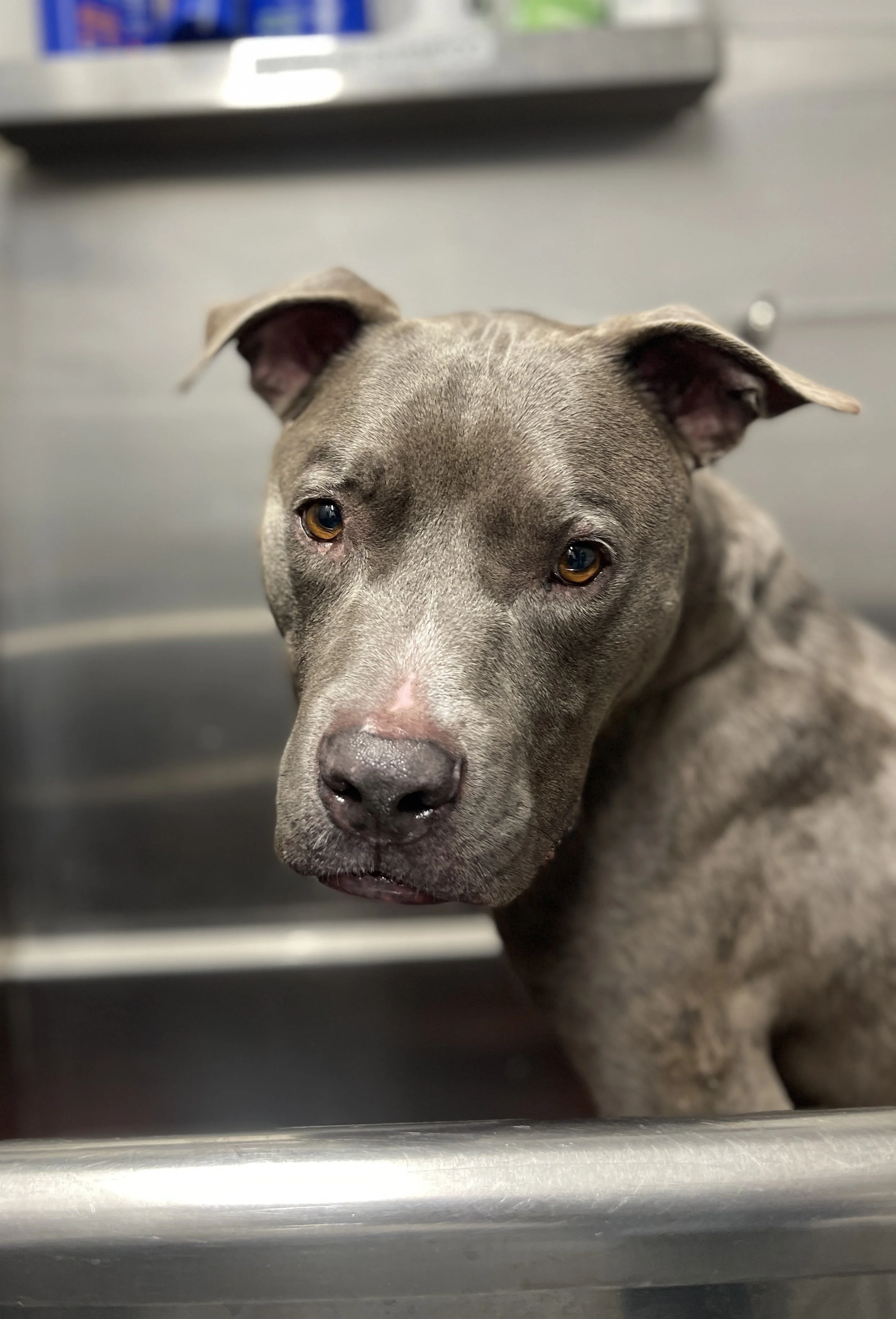 BodhiBath 3.18.26_2.jpg