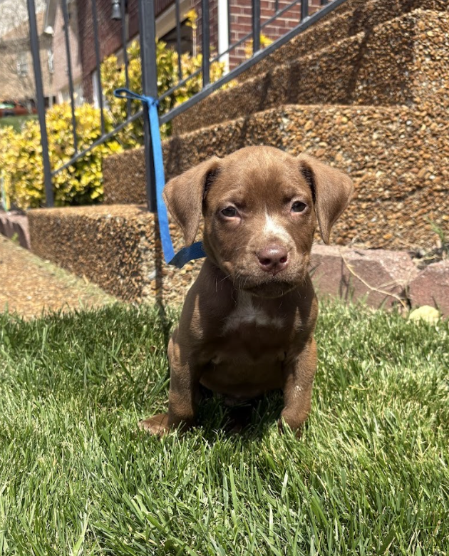 Screenshot 2026-04-08 at 3.55.53 PM.png