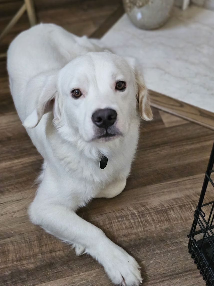 Screenshot 2026-04-08 at 3.42.32 PM.png