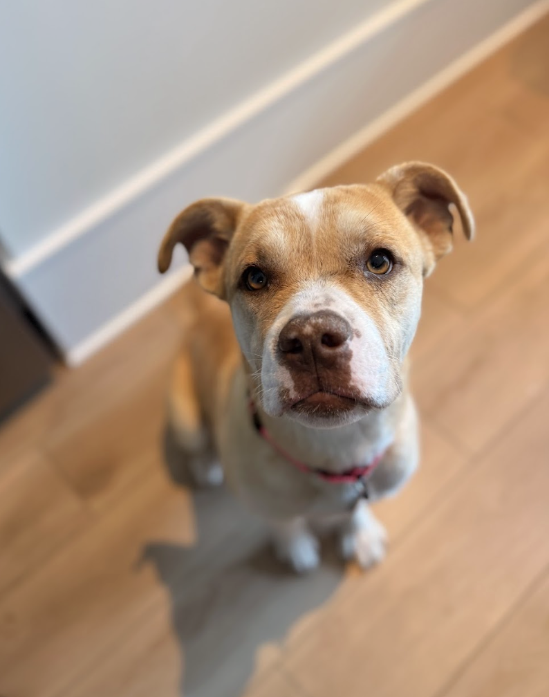 Screenshot 2026-03-18 at 4.28.01 PM.png