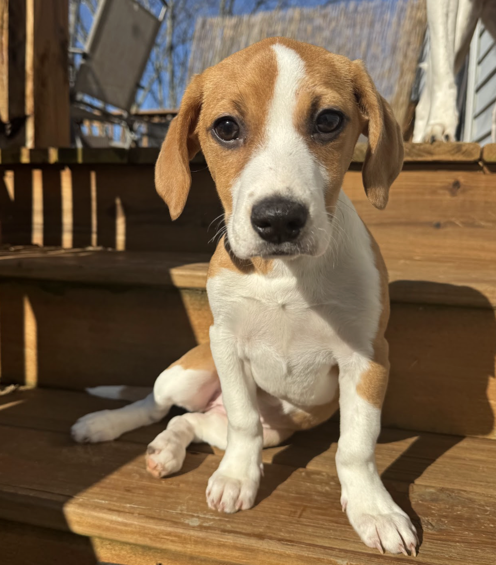 Screenshot 2026-02-13 at 1.28.27 PM.png