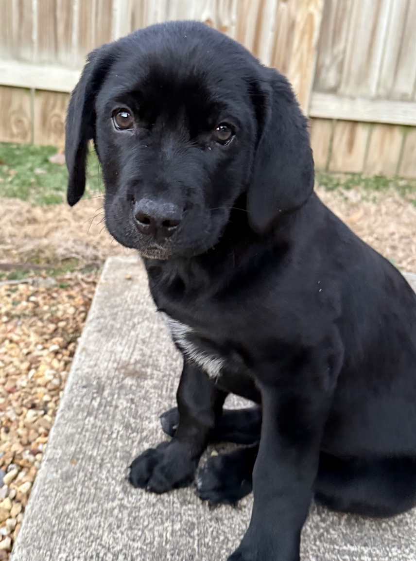 Screenshot 2026-02-13 at 4.51.17 PM.png