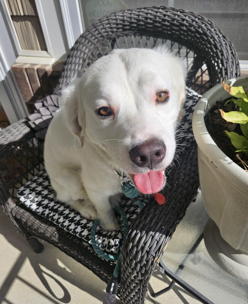 Screenshot 2026-04-08 at 3.42.38 PM.png