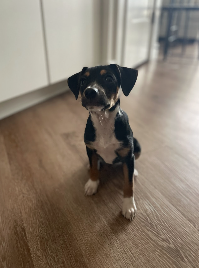 Screenshot 2026-02-26 at 1.20.17 PM.png