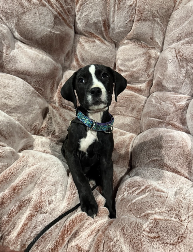 Screenshot 2026-02-26 at 1.38.57 PM.png