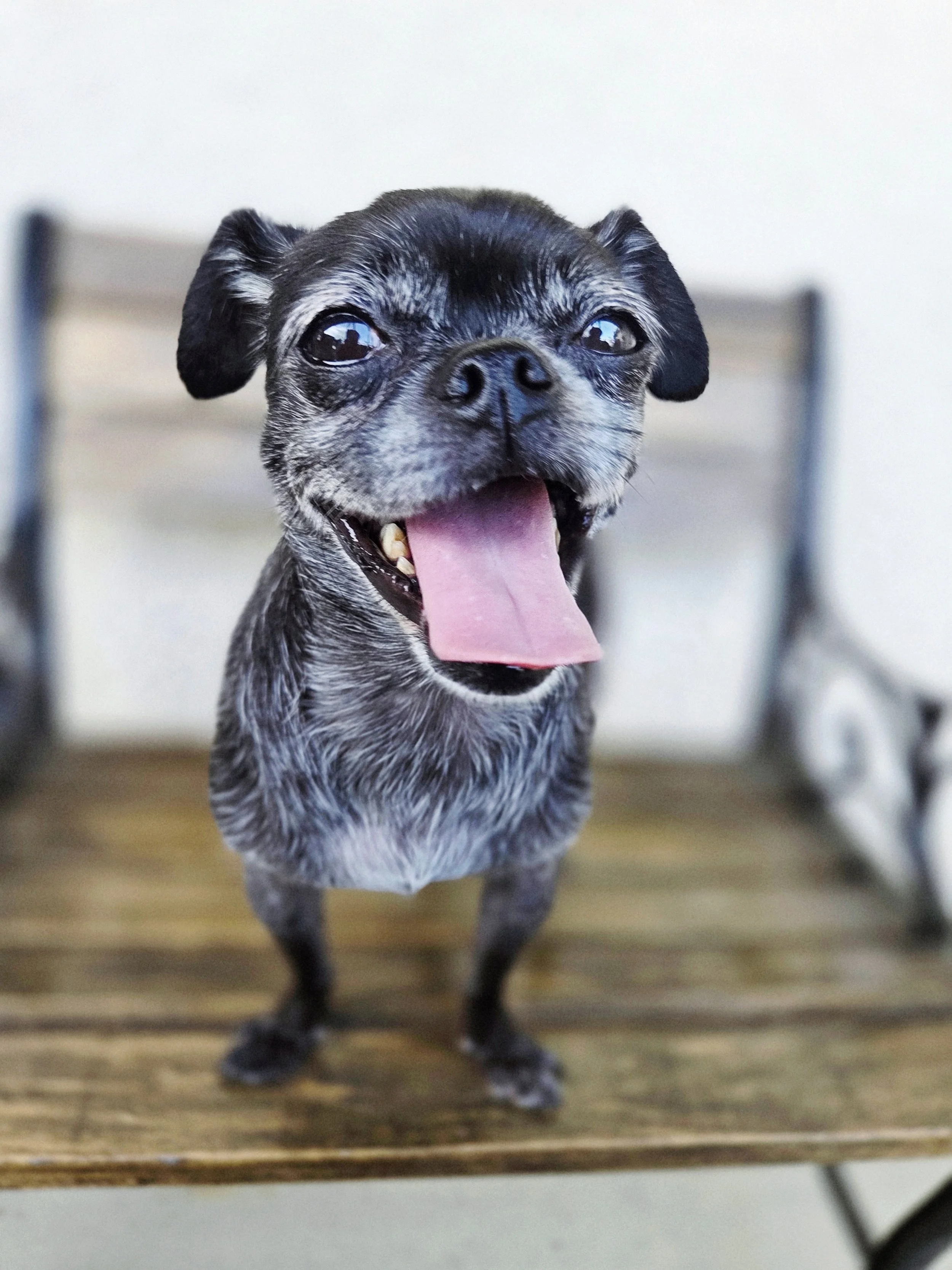Pepper