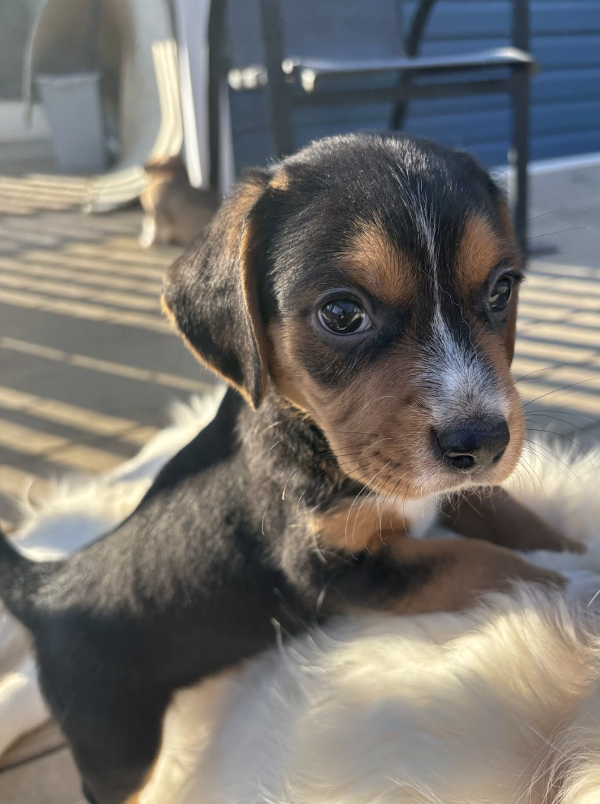 Screenshot 2026-02-21 at 4.40.44 PM.png