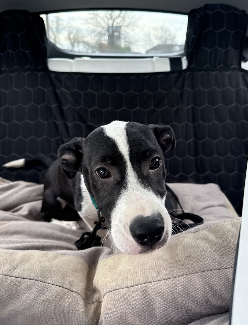 Screenshot 2026-02-12 at 2.47.57 PM.png