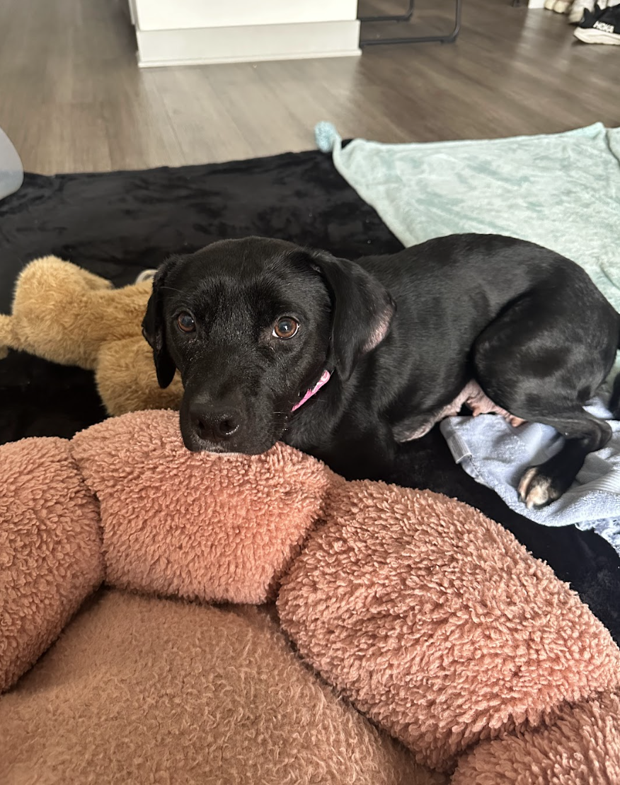 Screenshot 2026-02-27 at 1.42.52 PM.png