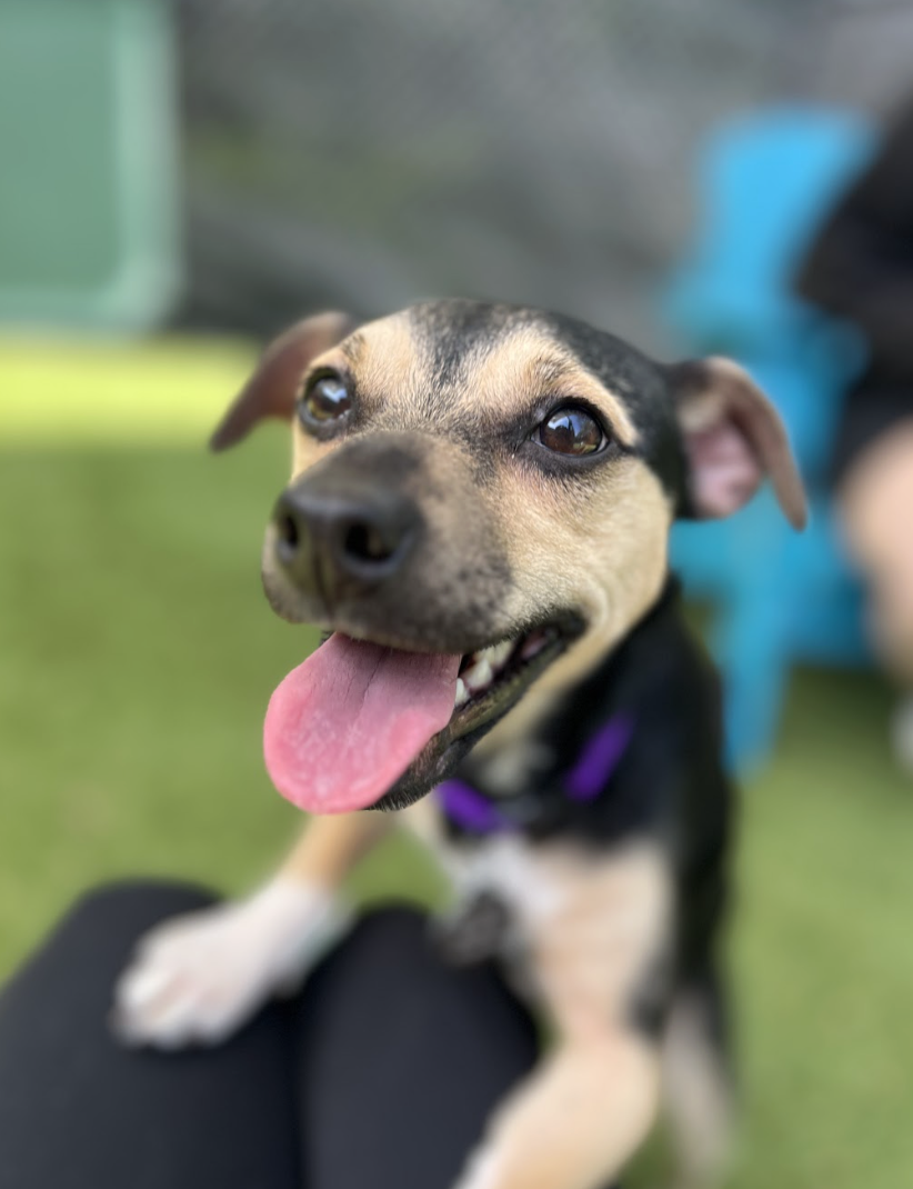 Screenshot 2026-04-09 at 6.49.50 PM.png