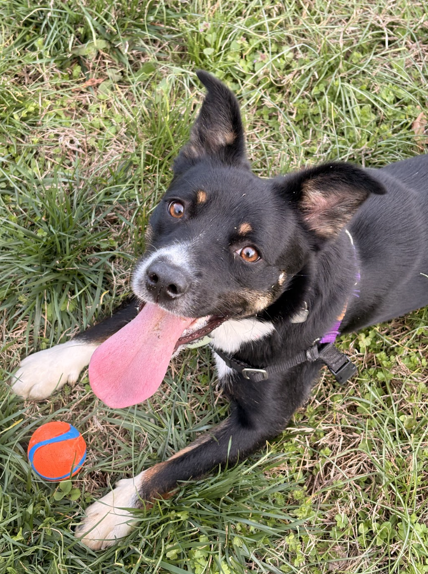 Screenshot 2026-04-03 at 3.04.01 PM.png