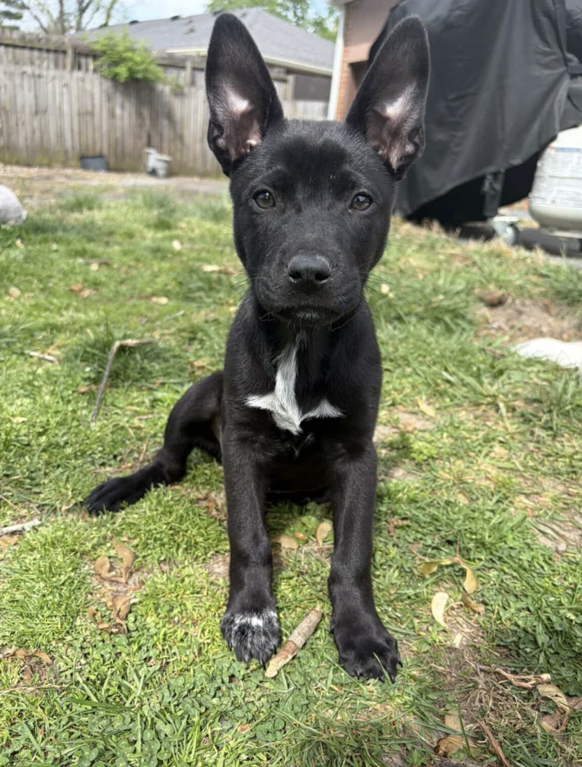 Screenshot 2026-04-08 at 3.25.21 PM.png