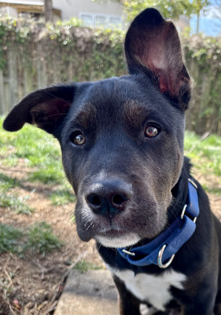 Screenshot 2026-04-03 at 2.16.20 PM.png