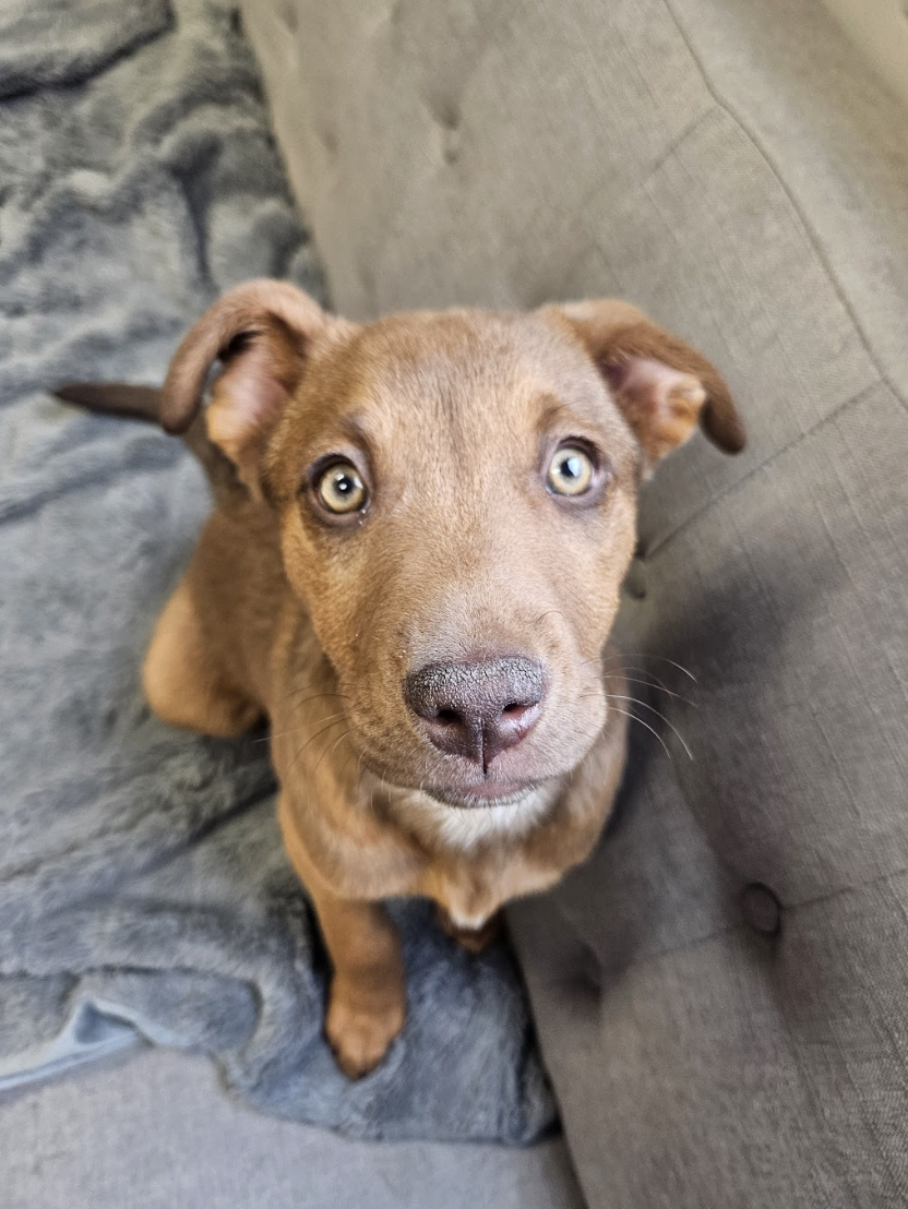 Screenshot 2026-02-25 at 1.17.10 PM.png