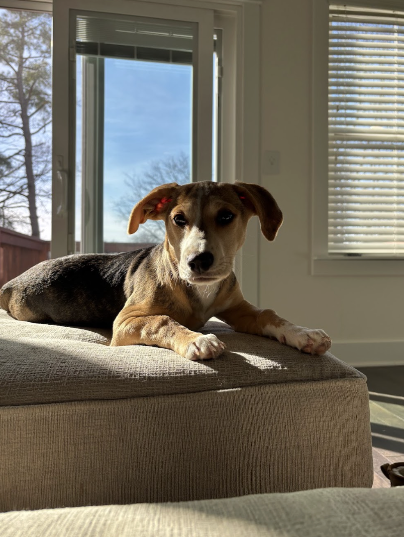 Screenshot 2026-02-20 at 4.21.54 PM.png